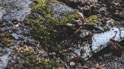 High angle view of moss growing on rock