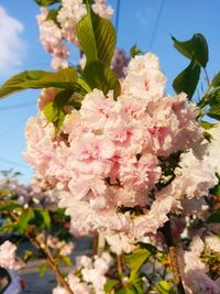 Close-up of pink cherry blossoms