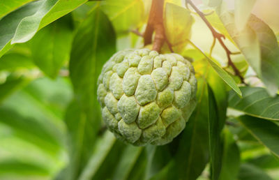 Close-up of fresh green leaf on plant