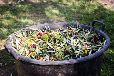 Green olive harvest in puglia, south italy