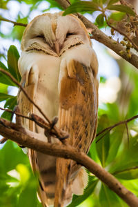 Close-up of a bird on branch