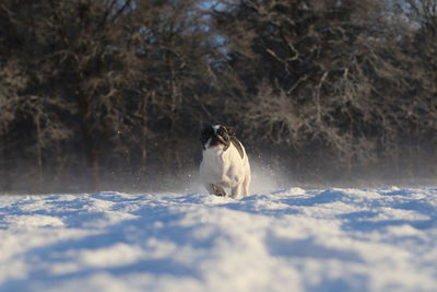 Dog running on snow during winter