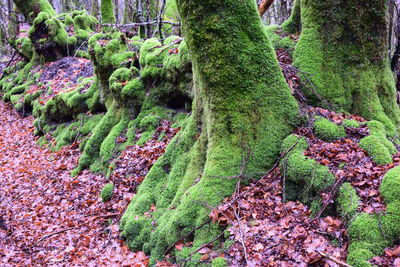 Close-up of moss growing on tree trunk