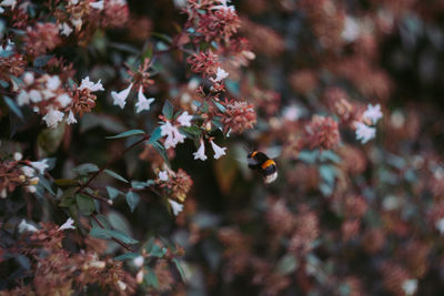 Bee flying by flowers