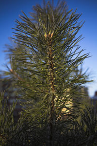 Low angle view of pine tree on field against clear sky