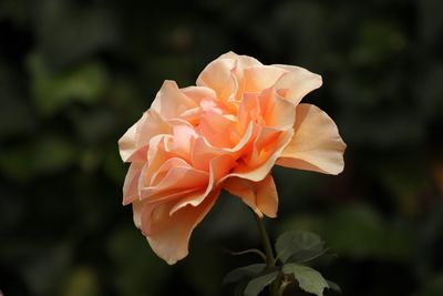 Close-up of rose blooming outdoors