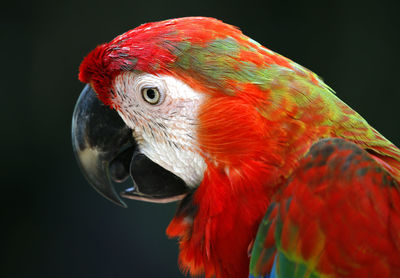 Close-up of parrot