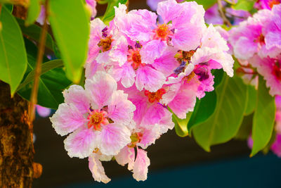 Close-up of pink flowering plant