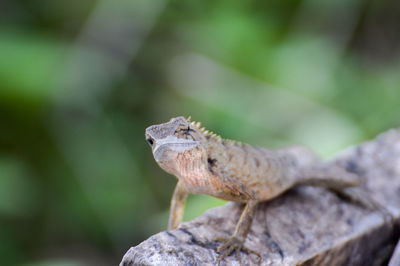 Close-up of lizard