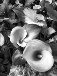 Close-up of flowers