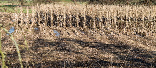 Plants growing in farm