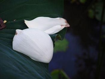Close-up of white rose flower