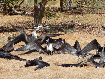 View of sheep on field