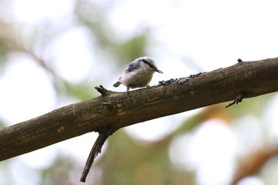 Low angle view of bird perching on branch