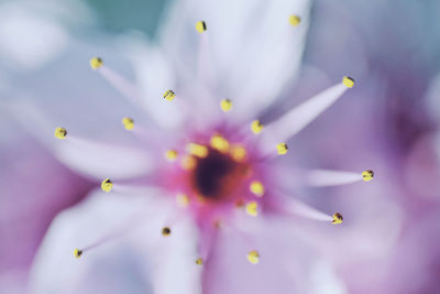 Macro shot of purple flowering plant