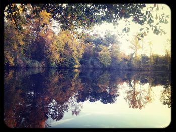 Reflection of trees in water