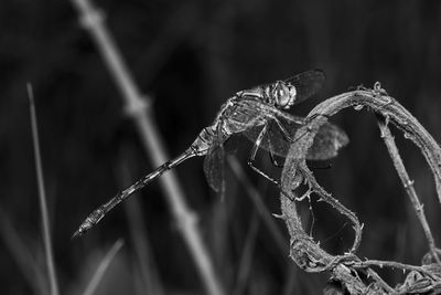Close-up of raindrops on dry plant