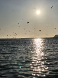 Birds flying over sea at sunset