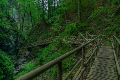 Footbridge amidst trees in forest