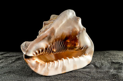 conch