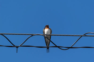 Low angle view of bird perching on cable against blue sky