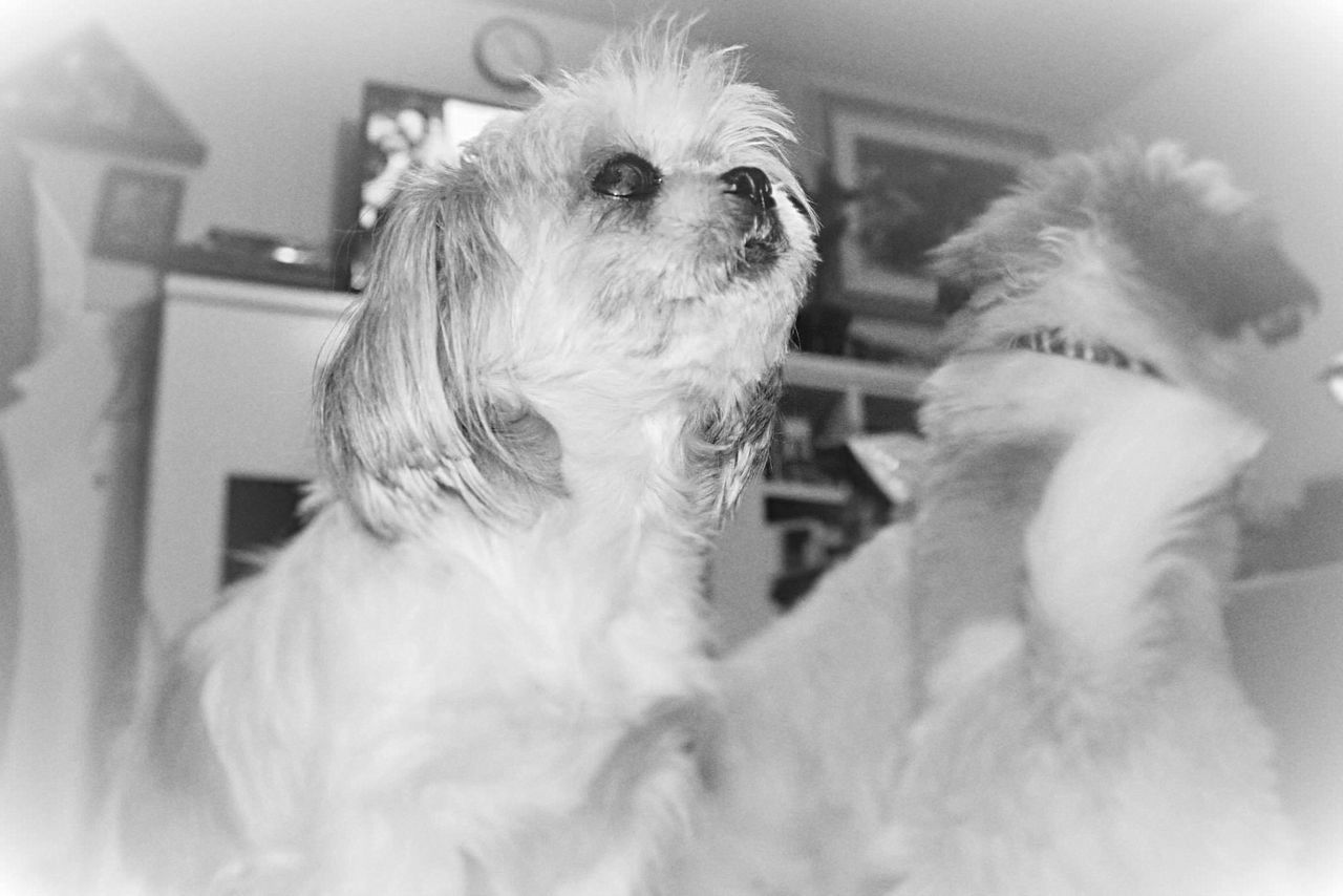 pets, domestic, animal themes, domestic animals, canine, mammal, one animal, dog, animal, indoors, vertebrate, hair, looking, looking away, home interior, no people, close-up, home, selective focus, animal hair