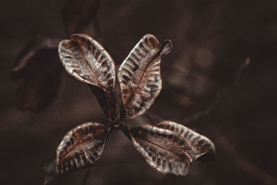 Close-up of dried plant with dry leaves