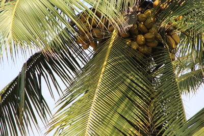 Low angle view of palm tree