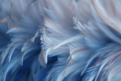 Full frame shot of feather