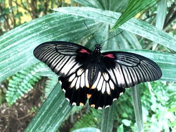 Butterfly on leaf