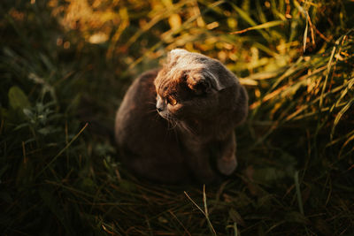 Close-up of a cat on field
