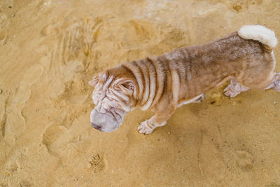 High angle view of a cat