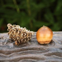 Close-up of plant against blurred background