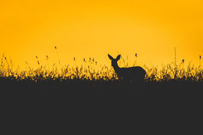 Silhouette horse on field against orange sky