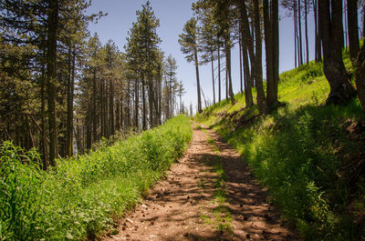 Footpath amidst trees in forest