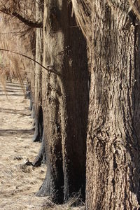 Close-up of tree trunk in cave