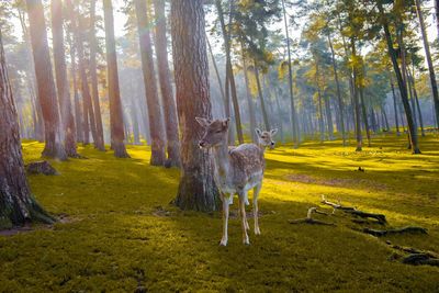 Sheep standing on tree trunk in forest