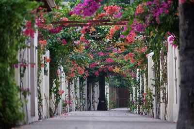 Flowering plants on footpath by building