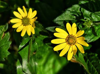 Close-up of yellow flowers blooming outdoors