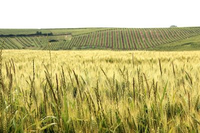 Scenic view of rural landscape