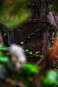 Close-up of plant growing on field