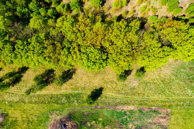 Summer warm sun light forest aerial view. drone view on green forest