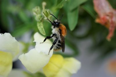 Close-up of butterfly pollinating on flower
