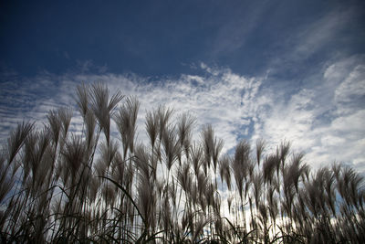 Close-up of wheat field against sky