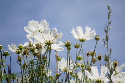 Close-up of white flowers against blue sky