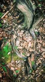 High angle view of tree roots on field