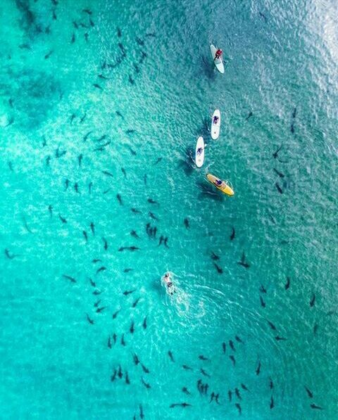 water, sea, swimming, turquoise colored, high angle view, day, nature, waterfront, underwater, vertebrate, animal, fish, group of animals, beauty in nature, sea life, animals in the wild, animal themes, real people, animal wildlife, outdoors, undersea, marine