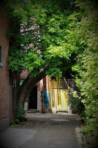 Plants against trees