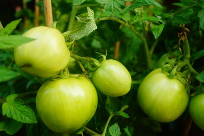 Close-up of oranges growing on plant