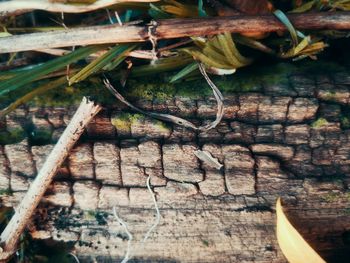 Close-up of dead plant on land